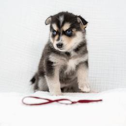 Maroon - Tri-color female Pomsky puppy in Spring City, Pennsylvania from Pomsky Power Puppies