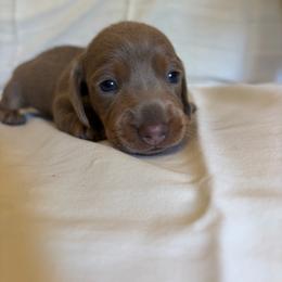 Isabella and tan female - Fawn (isabella) and tan female Dachshund puppy in Valley Springs, California from Robin’s Dachshunds