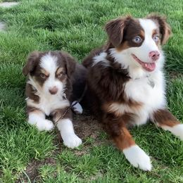 Aussiedoodle and Miniature Australian Shepherd Puppies from Maple Ridge Mini Aussies