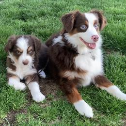 Aussiedoodle and Miniature Australian Shepherd Puppies from Maple Ridge Mini Aussies