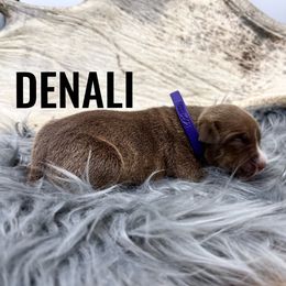 Girl 1 - Brown brindle American Bully puppy in Eagle River, Alaska from 49th State Kennels