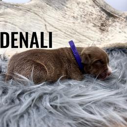 Girl 1 - Brown brindle American Bully puppy in Eagle River, Alaska from 49th State Kennels