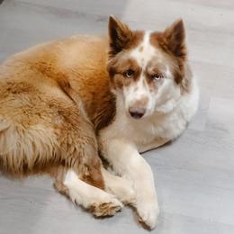 Ottawa - Siberian Husky