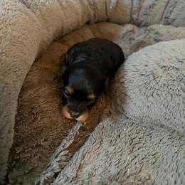 Queenie - Black female Havapoo puppy in Hudson, Indiana from A&G Maltipoos