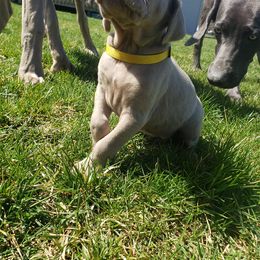 Weimaraner Puppies from Miller's Weimaraners