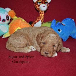 Boy 4 - Red male Cockapoo puppy in Hopkins, South Carolina from Sugar and Spice Cockapoos