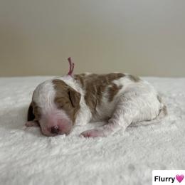 Flurry - Parti female Goldendoodle puppy in Crothersville, Indiana from Wischmeier’s Doodles
