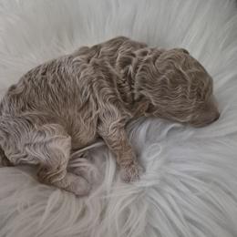 Dijon - Cream male Poodle puppy in Chandler, Arizona from Fabi Poodle