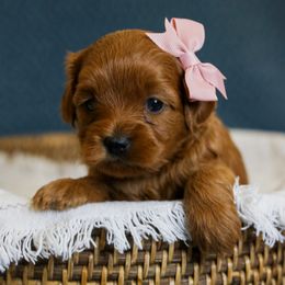 Bernedoodle and Cavapoo Puppies from Little Diamond Doodles