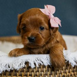 Bernedoodle and Cavapoo Puppies from Little Diamond Doodles