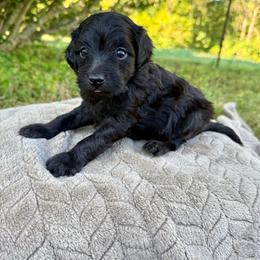 Dolly - Black and white female Aussiedoodle puppy in Science Hill, Kentucky from Southern Paws Kennels