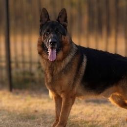 German Shepherds from vomkdbanksgermanshepherds