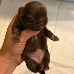 Rosie - Liver and white female Shih Tzu puppy in Clifton, Texas from 5Z Shih Tzu Squad