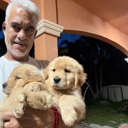 Puppy3 - Golden female Golden Retriever puppy in Miami, Florida from Dreamers Goldens