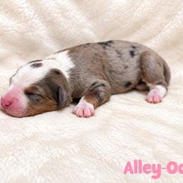 Alley-Oop - Blue merle female Bernedoodle puppy in Henry, Illinois from Rowe Farms Doodles