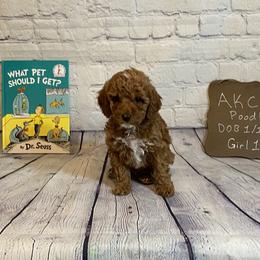 Goldendoodle and Poodle Puppies from Partridge Doodles and Poodles