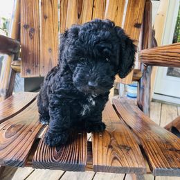 Goldendoodle Puppies from Magnolia Mini Goldendoodles