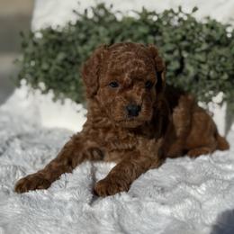 Leo - Red  male Poodle puppy in Bakersfield, California from California Red Poodles