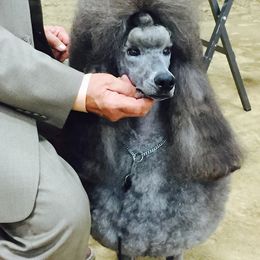 Poodle Puppies from Lacy Lane Poodles
