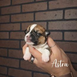 Astra - Red and white female American Corgi puppy in Centerville, Tennessee from Katerina's American Corgis