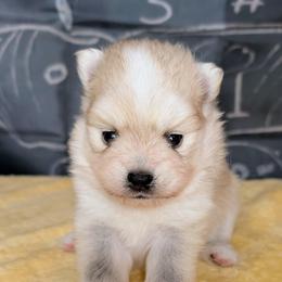 Elsie-2300 - White female Pomsky puppy in Spring Hill, Florida from www.PuppyTimeEmporium.com