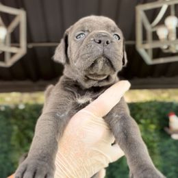 Emilia - Gray female Cane Corso puppy in Las Vegas, Nevada from LV3M Cane Corso