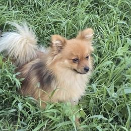 Gordis - Pomeranian