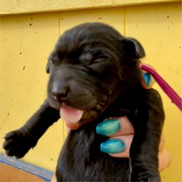 Pearl Harbor - Black female Labrador Retriever puppy in Mineral, Virginia from Canine Assist