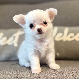 Norm - Cream and white male Chihuahua puppy in Orlando, Florida from Figgy’s Chihuahuas