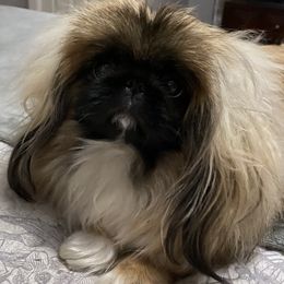 Anita - Pekingese