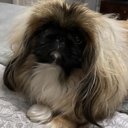 Anita - Pekingese