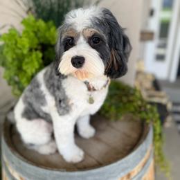 Maggie - Cavapoo