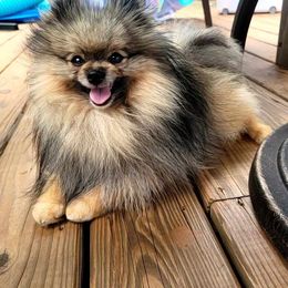 Cash - Pomeranian