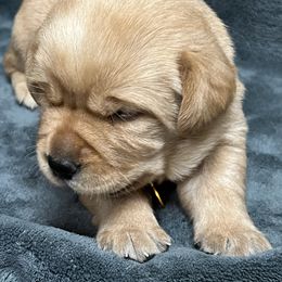 Yellow Collar - Yellow female Labrador Retriever puppy in Beaverdam, Virginia from Gold Heart Labradors
