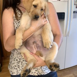 Labrador Retriever Puppies from Cary’s Buck Creek Retrievers