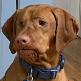 Eleanor - Vizsla
