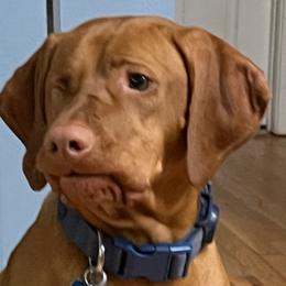 Eleanor - Vizsla