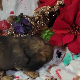 Dachshund Puppies from CLARK'S BREEDING PROGRAM