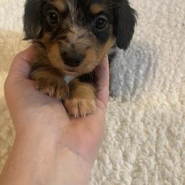 Sambo - Dapple male Dachshund puppy in Nashville, Georgia from Riverside Dachshund