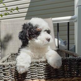Banjo - Tri-color male Bernedoodle puppy in Tooele, Utah from Dinky Doo Doodles