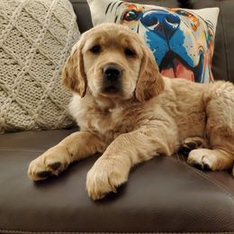 Golden Retriever Puppies from Arkansas River Golden Retrievers