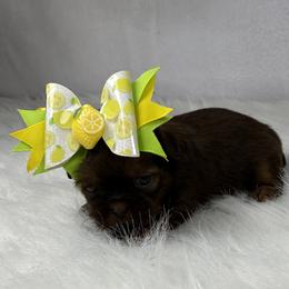 Mocha - Chocolate female Shih Tzu puppy in Columbia, Kentucky from Lisa Bandy Luxe Shih Tzu
