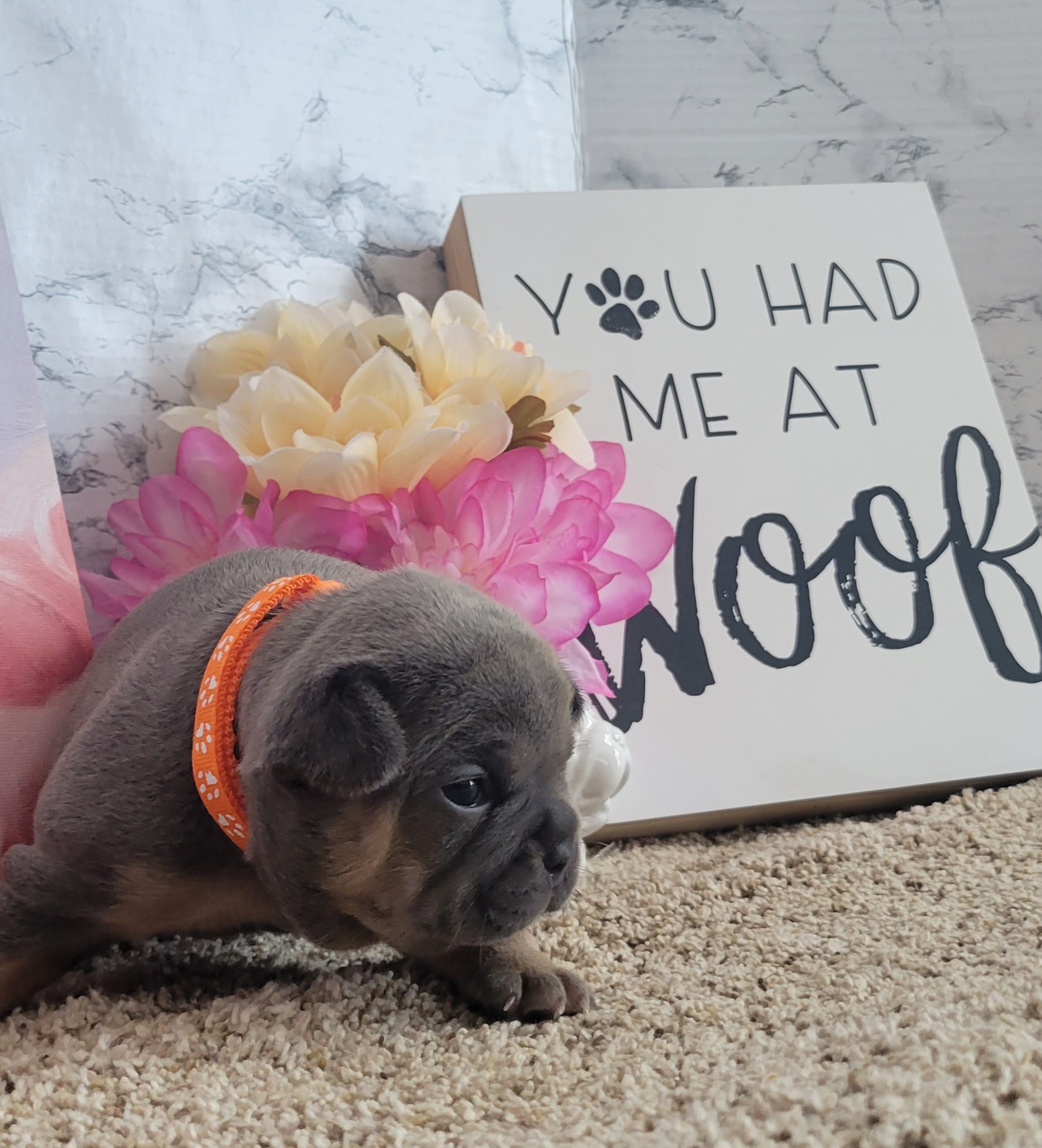 French Bulldog Puppies from Zoomie Time Frenchies