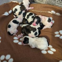 Reaper - White black and tan male Papillon puppy in Joshua, Texas from Summertime Kennels