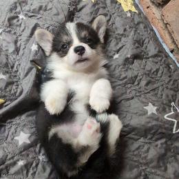 Lihua (Blue Collar) - Black and tan female Pembroke Welsh Corgi puppy in Stoystown, Pennsylvania from Willow Grove Corgis