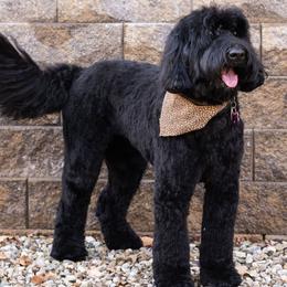 Olive - Australian Labradoodle