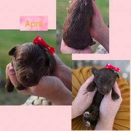 April - Chocolate female Goldendoodle puppy in Decatur, Tennessee from Diamond's Doodles