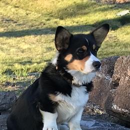 Tazz - Pembroke Welsh Corgi
