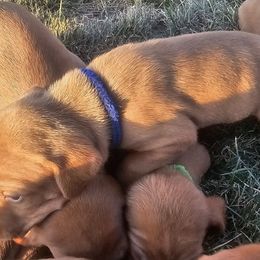 Sage - Golden rust male Vizsla puppy in Mc Donald, Pennsylvania from Rust Creek Vizslas