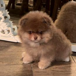 Lavender - Lavender male Pomeranian puppy in Fayetteville, North Carolina from Tar-heel Poms
